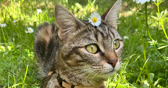 charlotte pet sitter à CAEN 14000_2