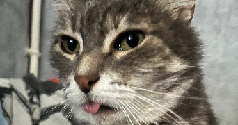 killian pet sitter à PERRIERS SUR ANDELLE 27910_0