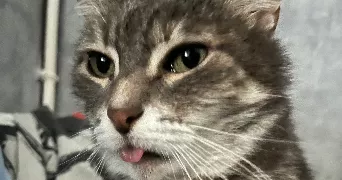 killian pet sitter à PERRIERS SUR ANDELLE 27910