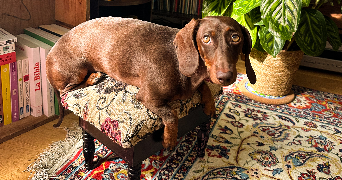 lou dog sitter à CLICHY 92110_2
