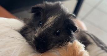 manon pet sitter à ST ANDRE DE CORCY 01390_3