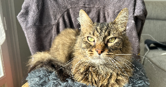 sabrina pet sitter à LIMOGES 87100_1