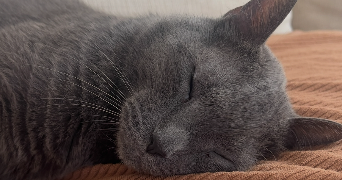 victoria pet sitter à HYERES 83400_2