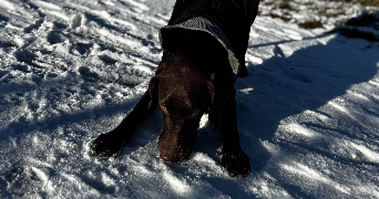 julie pet sitter à ORNANS 25290_1
