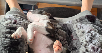 cassandre pet sitter à VILLELONGUE DE LA SALANQUE 66410_7