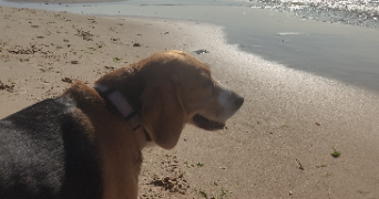 jade pet sitter à RINXENT 62720_0