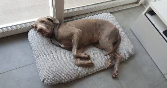 estelle pet sitter à VARRAINS 49400_0