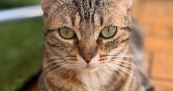 niema pet sitter à LYON 09 69009_4