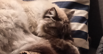 laure pet sitter à GUJAN MESTRAS 33470_3