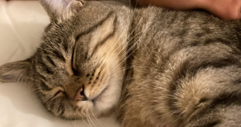 delphine cat sitter à BRY SUR MARNE 94360_3