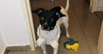 vanessa pet sitter à GRASSE 06130_0