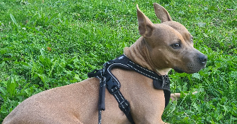 aurélie pet sitter à JOUY LE MOUTIER 95280_0