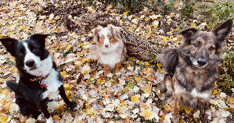 charlène dog sitter à DOMMARTIN 69380_1