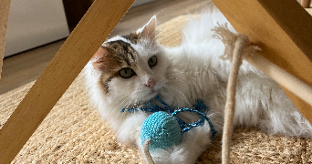 erine pet sitter à FROUARD 54390_5