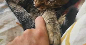 mareva pet sitter à CLAMART 92140_12