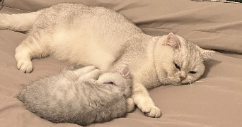 meryem cat sitter à BEZONS 95870_4