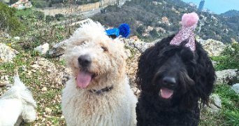 melanie pet sitter à ROQUEBRUNE CAP MARTIN 06190_0