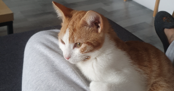 antoine pet sitter à COLOMBES 92700_3