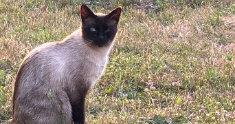 tamara pet sitter à TOURCOING 59200_1
