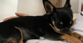 elena pet sitter à FREPILLON 95740_1