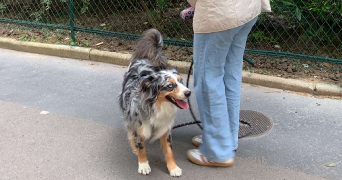 jane pet sitter à Paris 75015_6