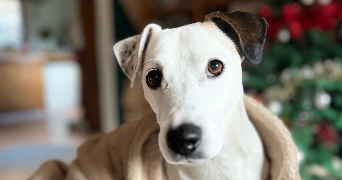 maylis pet sitter à Montauban 82000_5