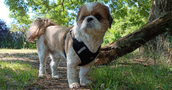 deborah pet sitter à MOIVRONS 54760_3