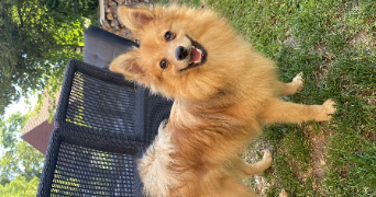 anaëlle pet sitter à ELBEUF 76500_7