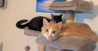 mai et rémi pet sitter à BOIS COLOMBES 92270_9