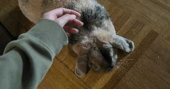 lee pet sitter à TASSIN LA DEMI LUNE 69160_5