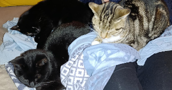 charlotte pet sitter à ROAILLAN 33210_1