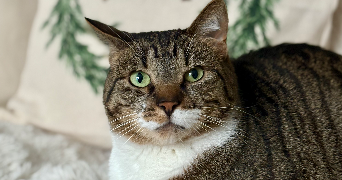 chloé pet sitter à HAUBOURDIN 59320_3