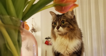 solène pet sitter à LYON 02 69002_1