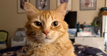 violaine pet sitter à PARIS 12 75012_2