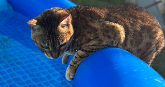 charlotte  pet sitter à OLIVET 45160_9