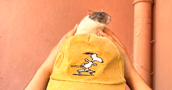 nawel pet sitter à AIX EN PROVENCE 13100_1