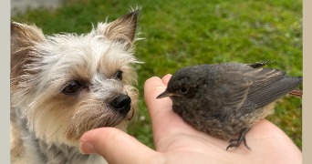 timéa pet sitter à VILLERS LES NANCY 54600_2