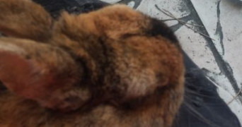 angie pet sitter à CHELLES 77500_0