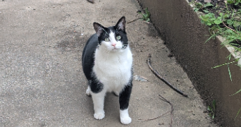 séverine pet sitter à BREST 29200_1