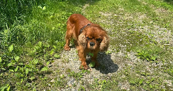 séverine pet sitter à COUTEVROULT 77580_8