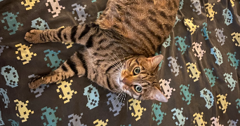 alison pet sitter à Morteau 25500_5