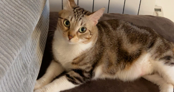 victorine pet sitter à MARSEILLE 01 13001_0
