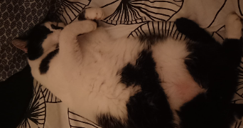 zoé pet sitter à LYON 08 69008_2