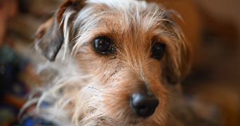 diane pet sitter à MAREIL MARLY 78750_4