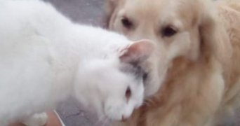 angelina pet sitter à LAMBERSART 59130_4