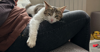 clara pet sitter à VAUREAL 95490_6