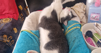 sara pet sitter à CLERMONT FERRAND 63000_2