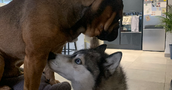 lise pet sitter à HERICOURT EN CAUX 76560_0