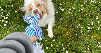 heloise pet sitter à VERNOU SUR BRENNE 37210_3