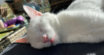marie-gaelle pet sitter à EYSINES 33320_1